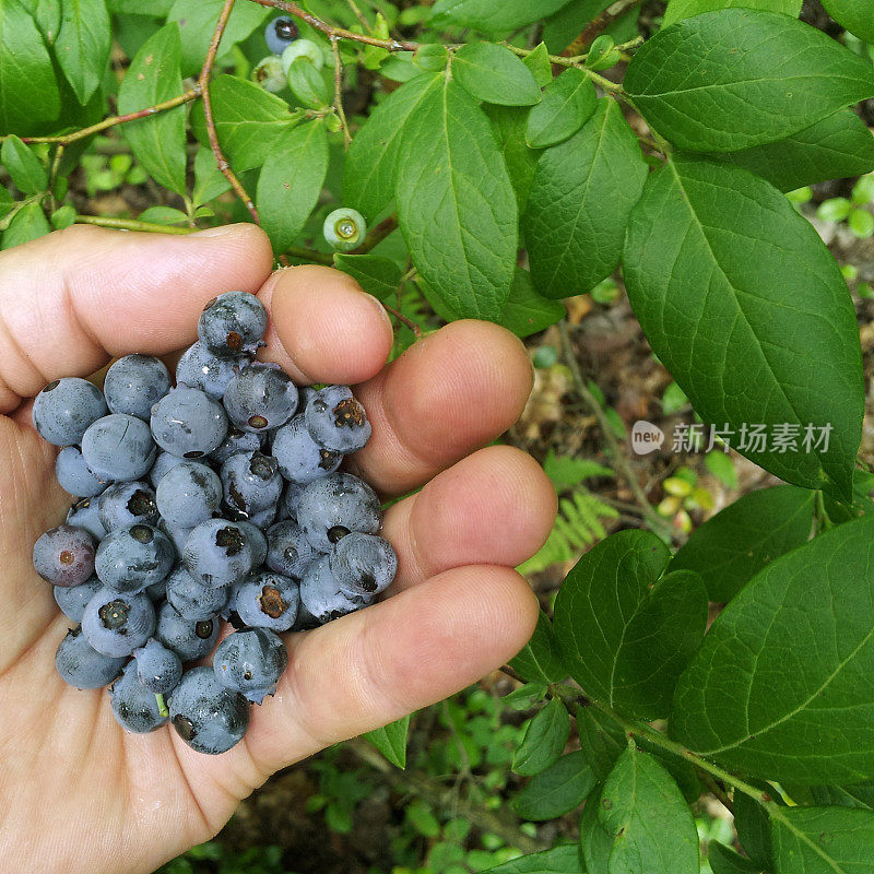 那个男人的手掌上有蓝莓