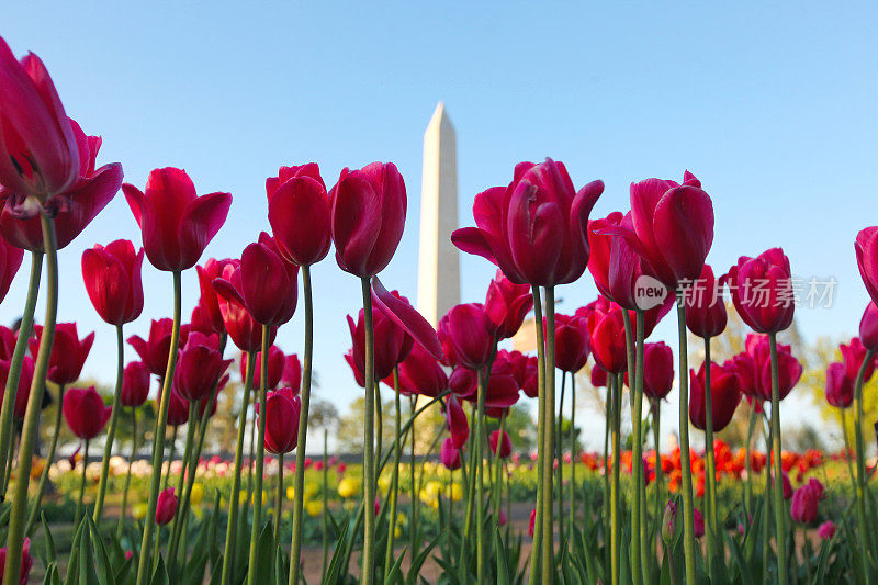 华盛顿特区纪念碑紫色郁金香