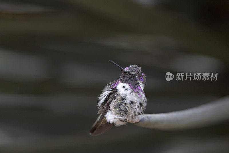 蜂鸟停在仙人掌上