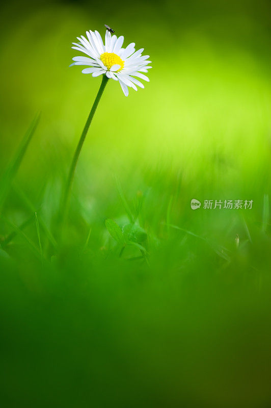 小苍蝇在雏菊花上