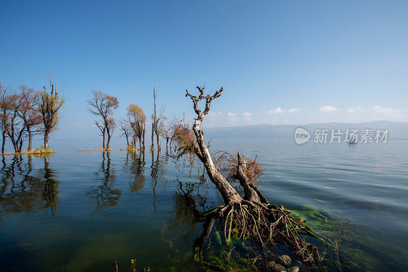 树木浸没在洱海