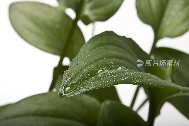 绿叶带着雨滴