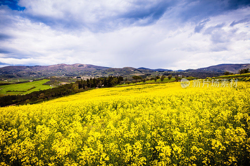 意大利托斯卡纳的春天的黄色田野