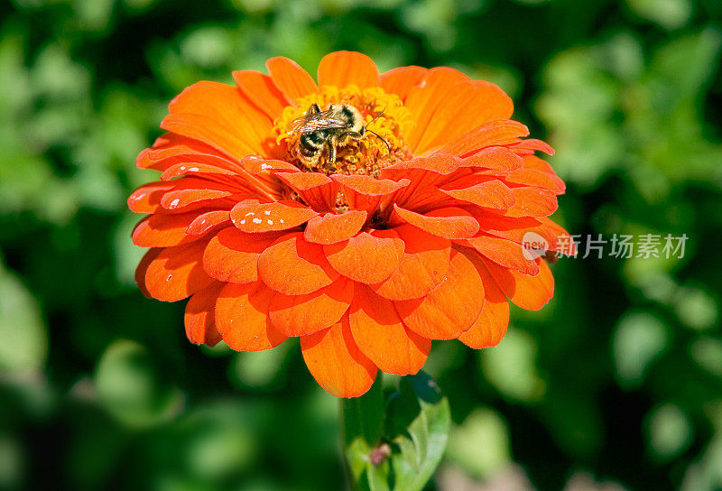大黄蜂授粉的花