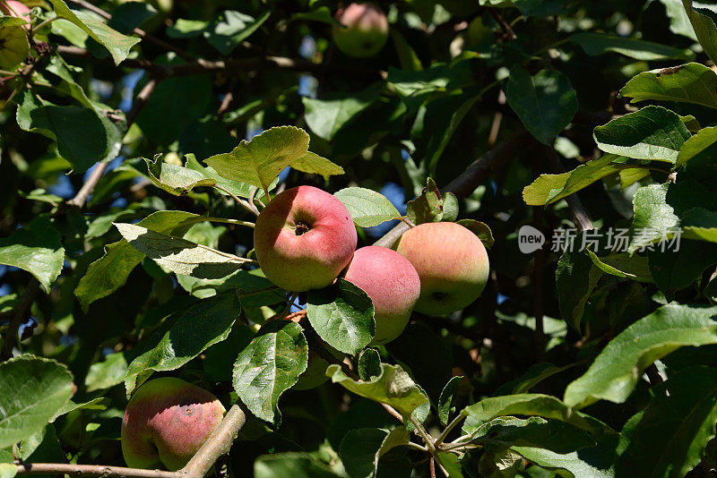 有锈菌的苹果树