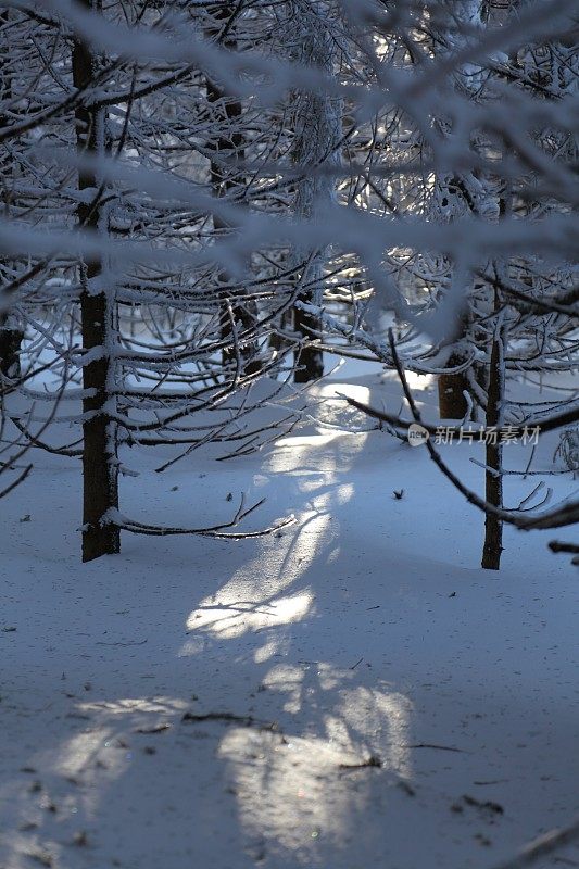 晴朗的冬日，黑暗的森林