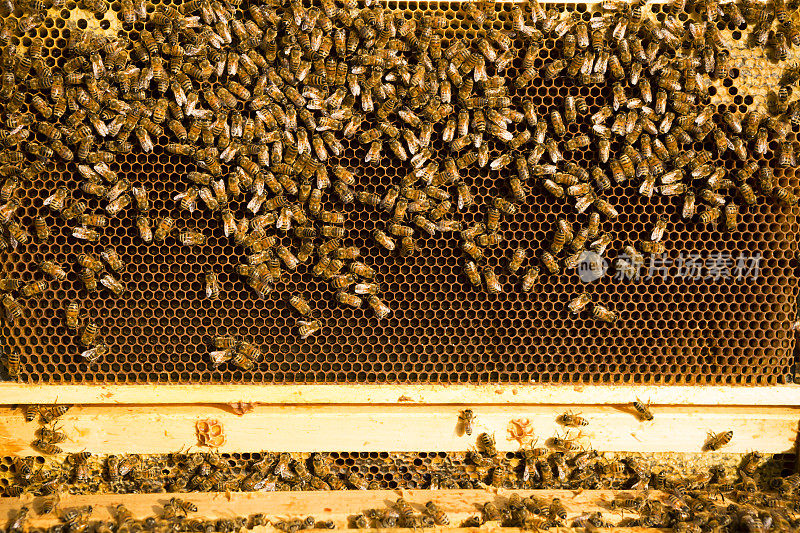 养蜂人丰泽