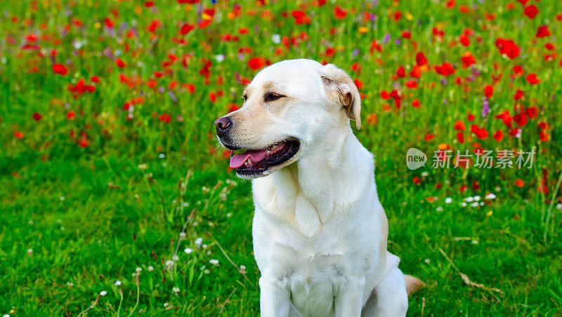 拉布拉多寻回犬