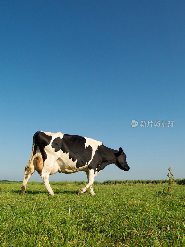 草原上的荷斯坦奶牛