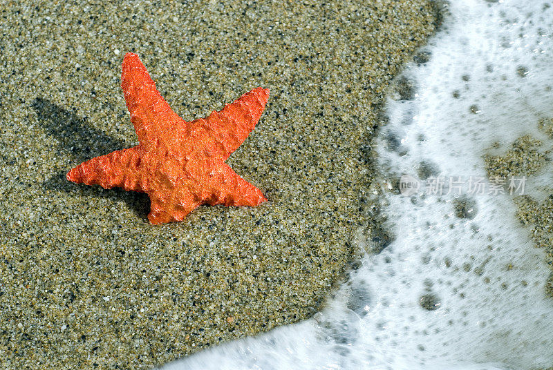 海星在靠近海浪的沙滩上