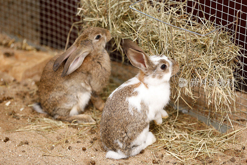 两只小兔子正在吃稻草