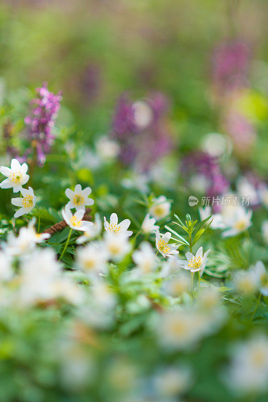 春香草(延胡索)和木银莲花