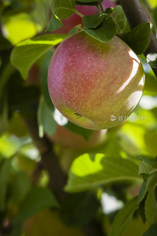 苹果在树上