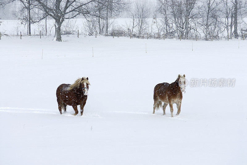 两匹马在刚下过的雪中