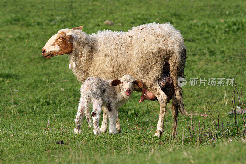 绵羊和新生羊羔
