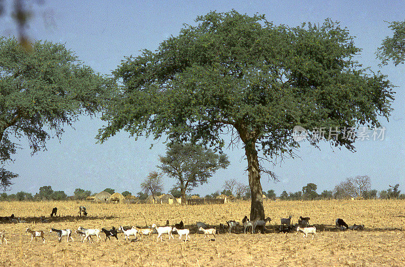 西非布基纳法索旱季农田山羊相思