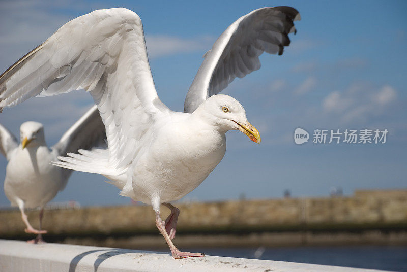 轨道上的海鸟