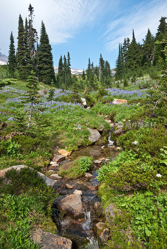 穿过高山草地的小溪