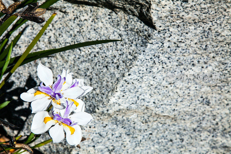 紫金白黄花菜花在灰色花岗岩背景