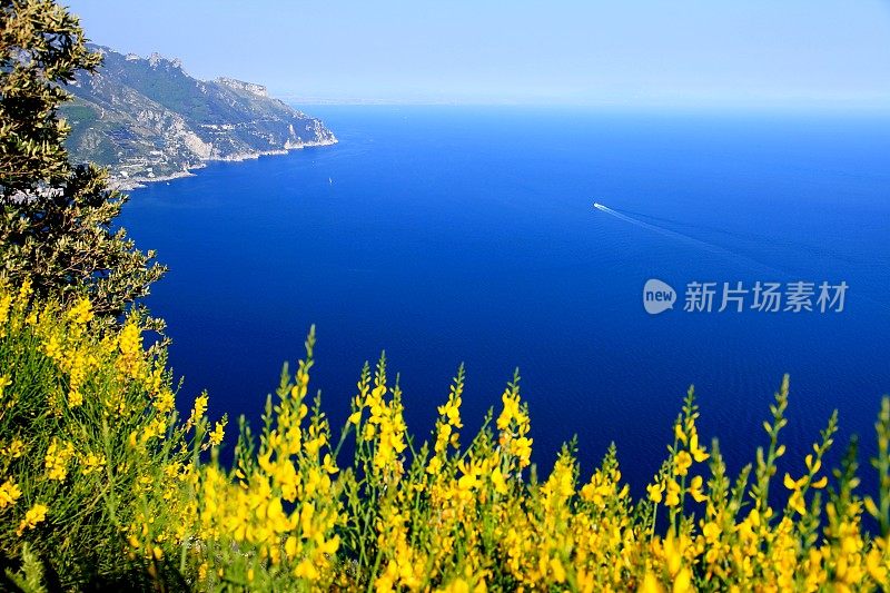 黄色的花在阿马尔菲海岸蓝色的海-拉韦洛，意大利