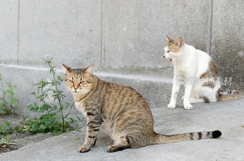 城市猫