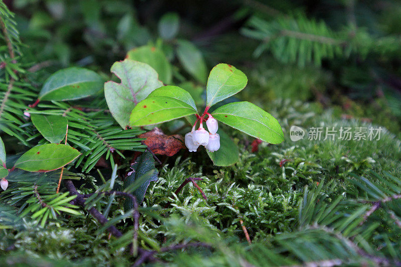 冬青植物与花