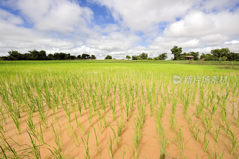 柬埔寨北部种植新鲜水稻的田地