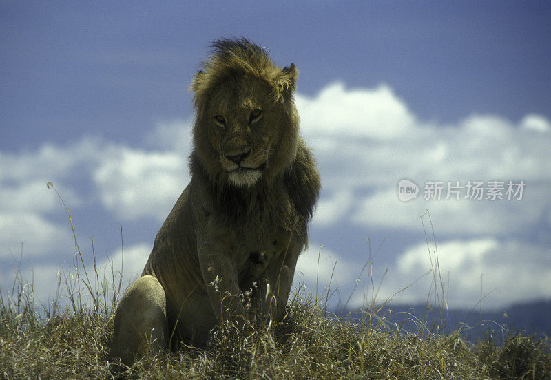坦桑尼亚恩戈罗戈罗火山口的雄狮(4)
