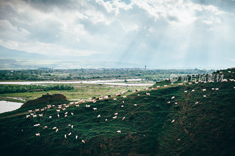 牧场上的羊