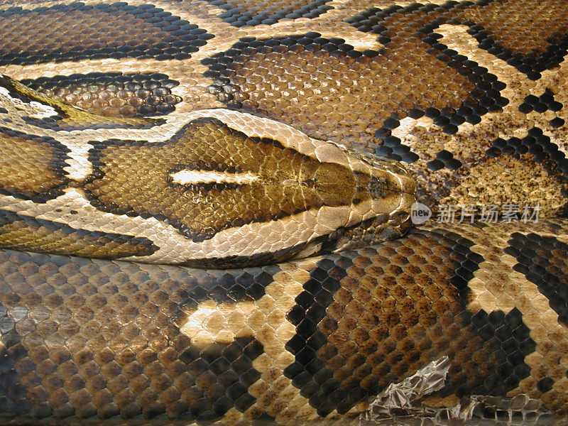 网状的Python