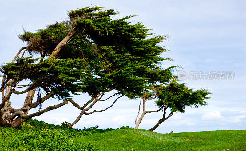 柏树被沿海的风吹弯了