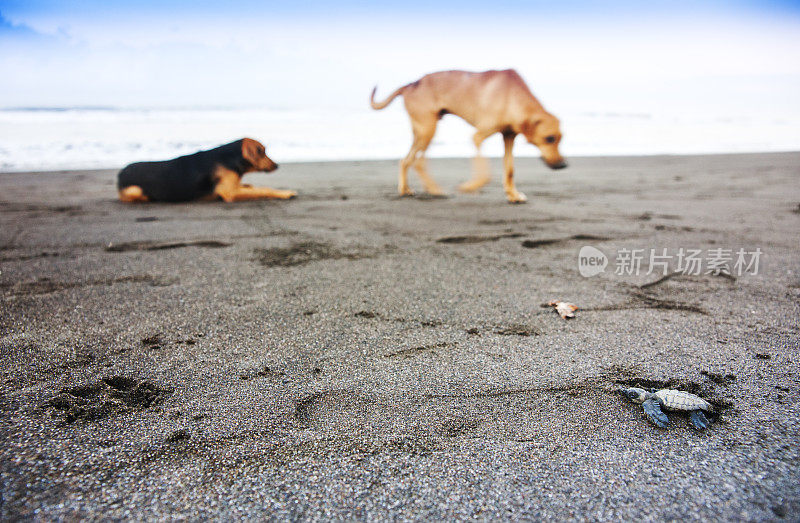 奥利夫·雷德利的海龟和狗在海滩上