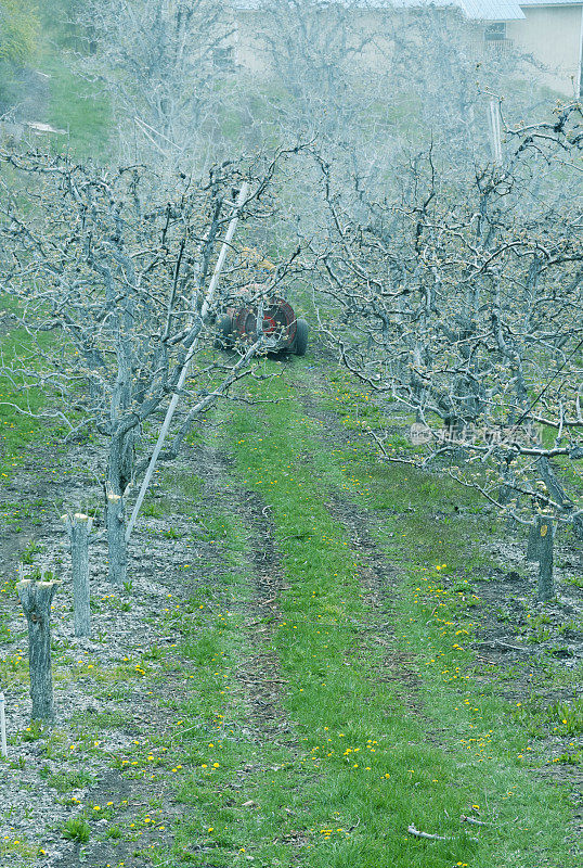 在华盛顿州，农民驾驶杀虫剂喷雾器穿过苹果园