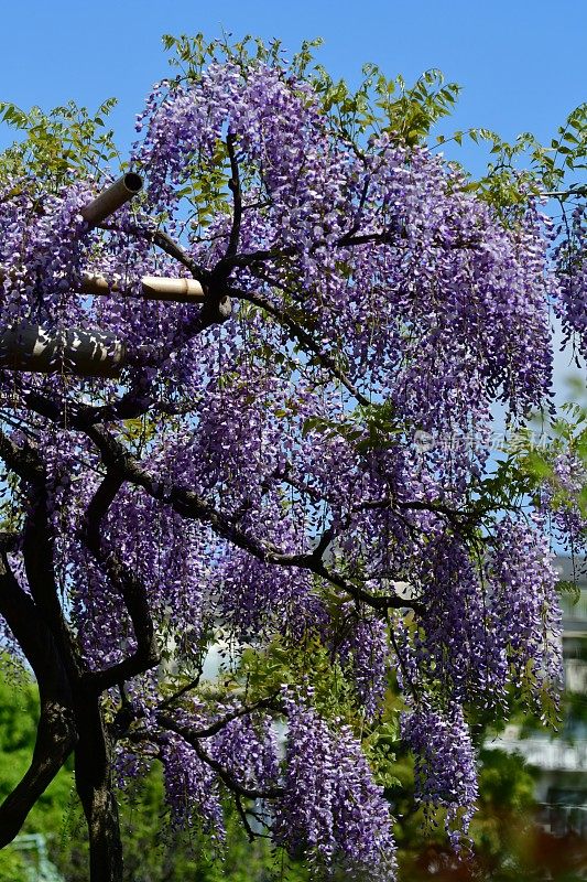 日本紫藤花