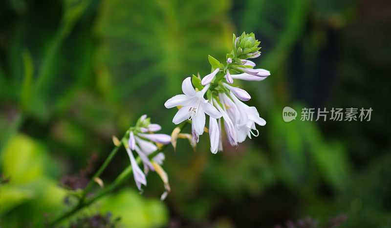美丽的春天的花朵
