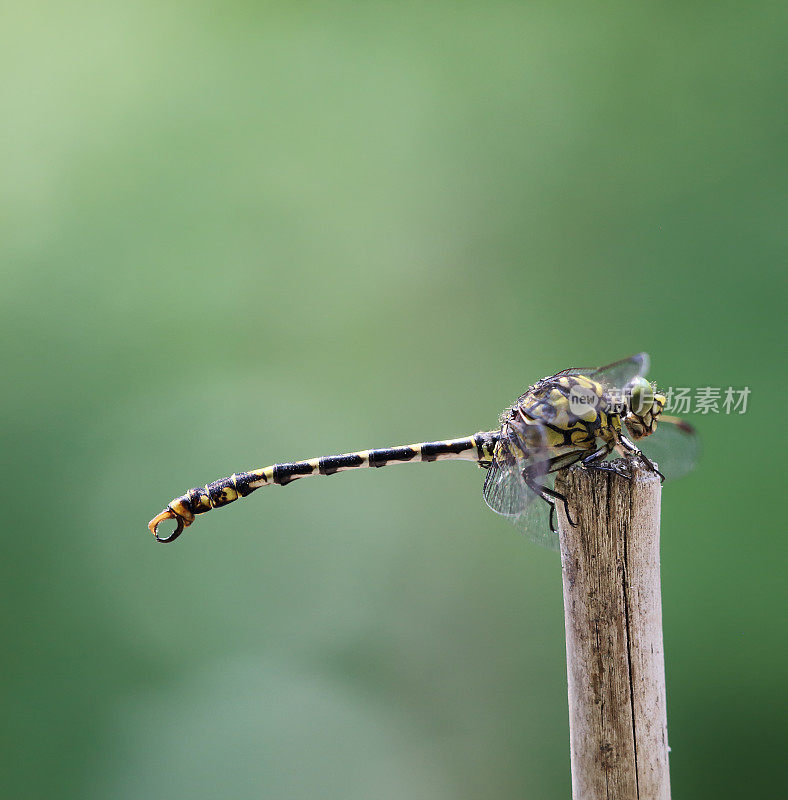 小针尾蜻蜓(Onychogomphus强迫)雄性