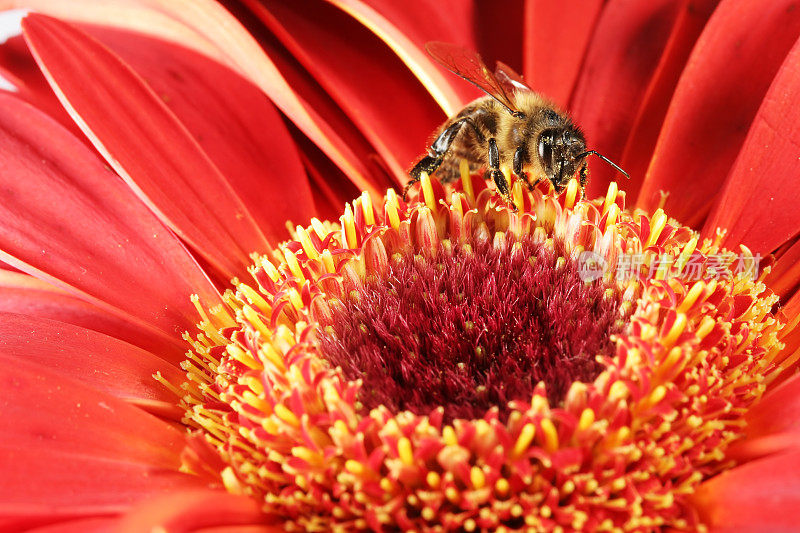 蜜蜂和红非洲菊06