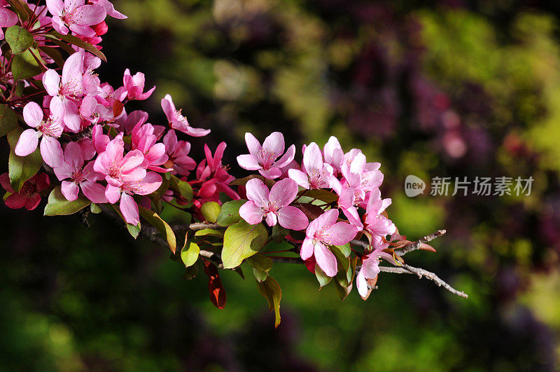 樱花近距离