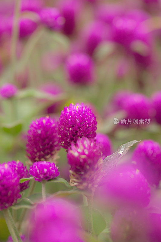 花浸-紫色的花闭合;选择聚焦;浅景深