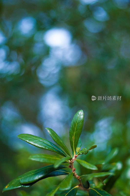 前景中的橡树叶