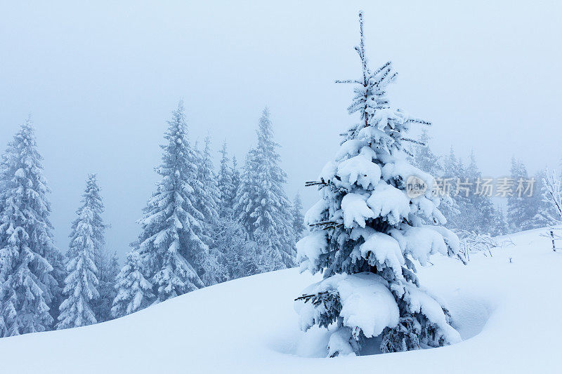 冬天的风景有雪冷杉树