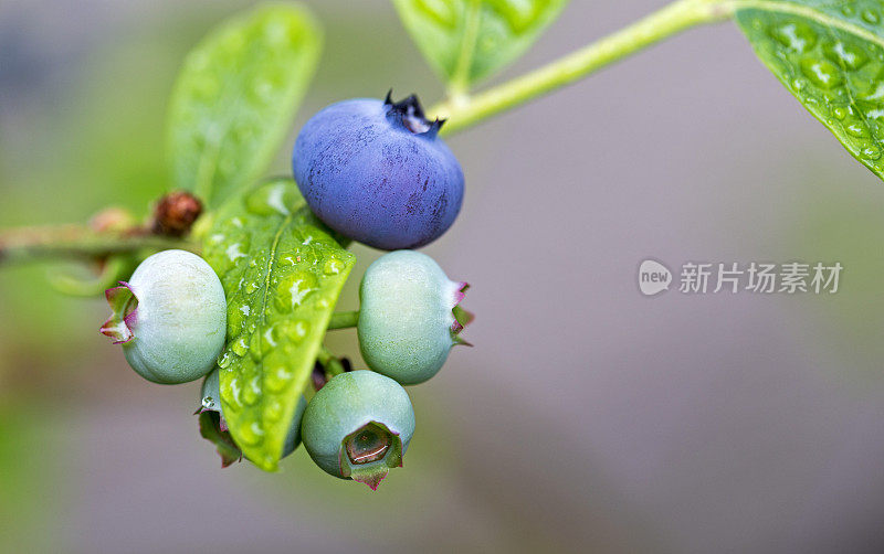 新鲜的蓝莓