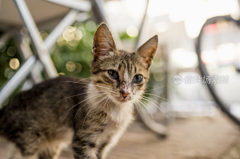 不健康的流浪猫