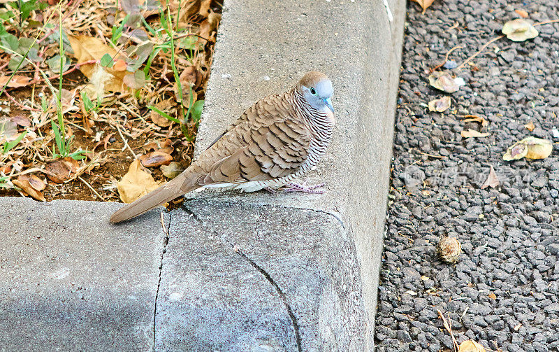 斑马在那里