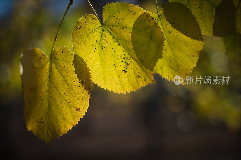 秋叶上的微光模糊了背景