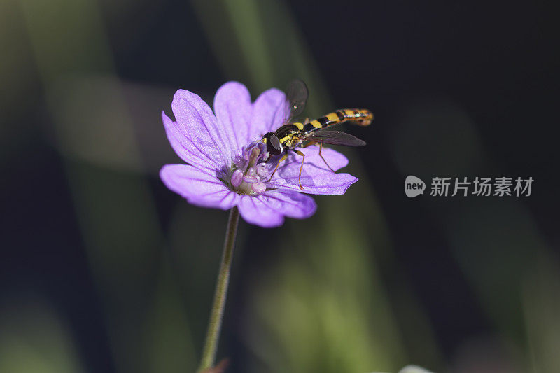 长长的食蚜蝇近距离靠近树篱鹤嘴粉红花