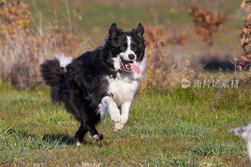 工作的松露猎犬享受一个有趣的奔驰作为奖励他们的技能