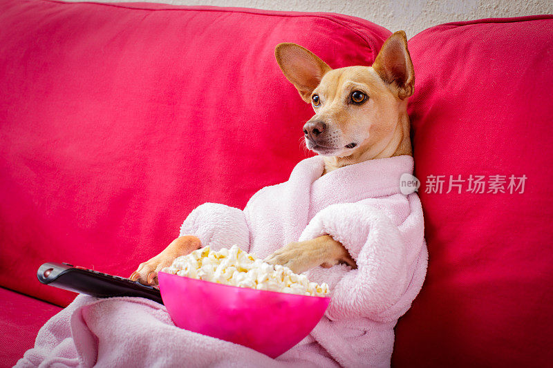 狗狗在沙发上看电视
