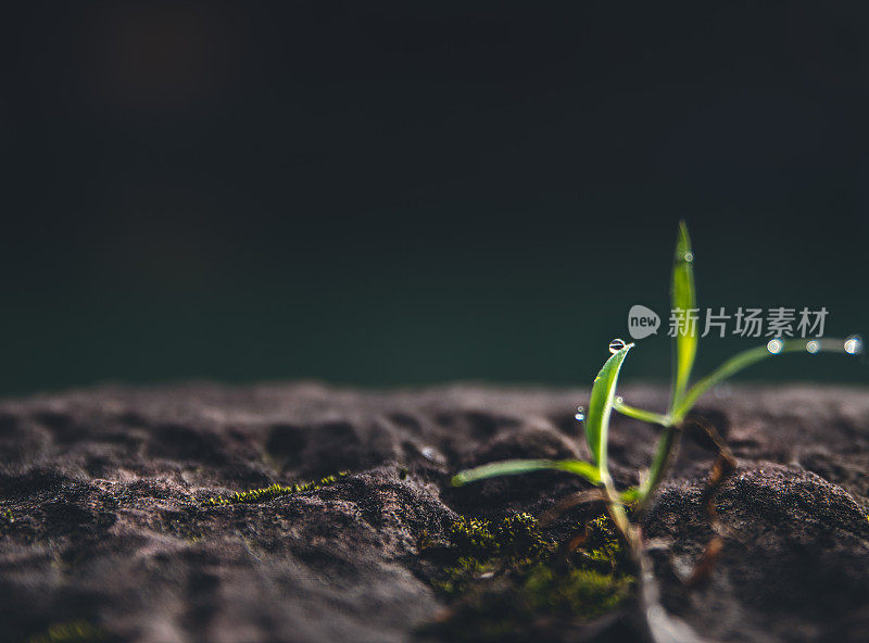 雨中的小草