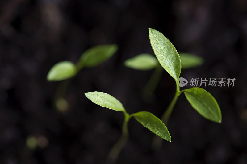 绿芽菜